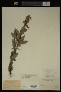 Image Associated With the Occurrence