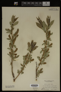 Image Associated With the Occurrence