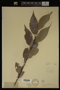 Image Associated With the Occurrence