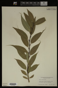 Image Associated With the Occurrence
