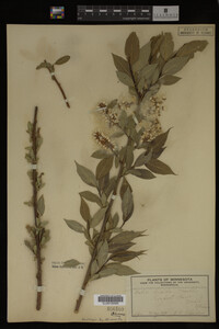 Image Associated With the Occurrence
