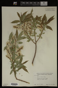 Image Associated With the Occurrence