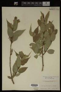 Image Associated With the Occurrence