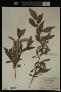 Image Associated With the Occurrence
