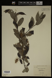 Image Associated With the Occurrence