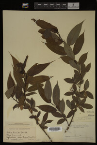 Image Associated With the Occurrence