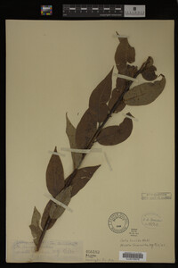 Image Associated With the Occurrence