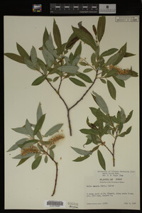 Image Associated With the Occurrence