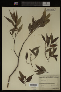 Image Associated With the Occurrence