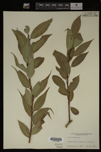 Image Associated With the Occurrence