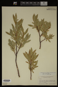Image Associated With the Occurrence