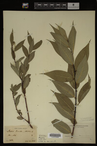 Salix lucida image