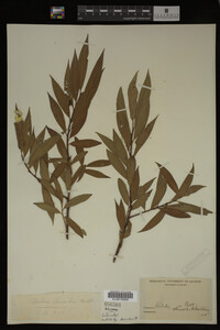 Salix lucida image