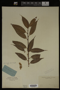 Image Associated With the Occurrence