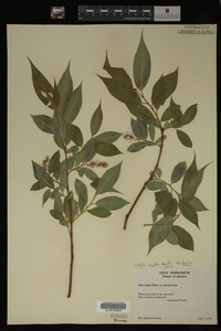Image Associated With the Occurrence