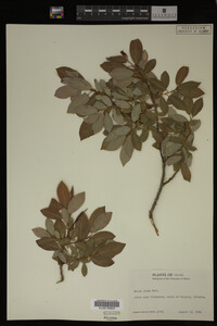 Image Associated With the Occurrence