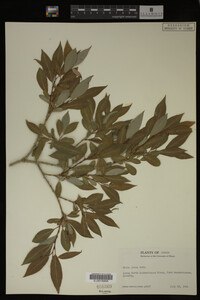 Image Associated With the Occurrence