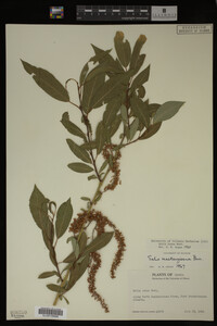 Image Associated With the Occurrence