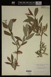 Image Associated With the Occurrence