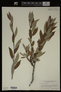 Image Associated With the Occurrence