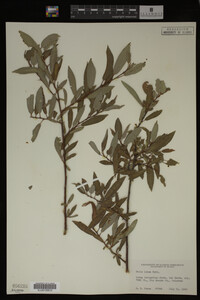 Image Associated With the Occurrence