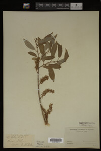 Image Associated With the Occurrence