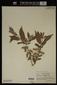 Image Associated With the Occurrence