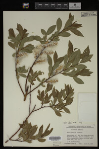 Salix lutea image