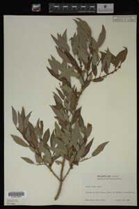 Salix lutea image