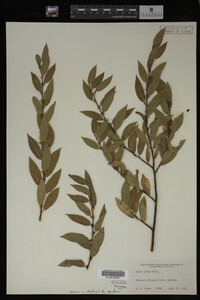 Salix lutea image