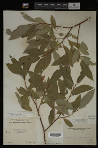Salix lutea image