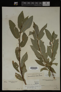 Salix lutea image