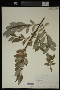 Salix lutea image