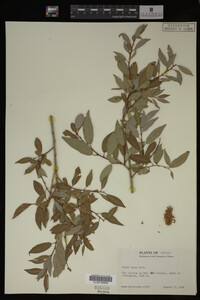Salix lutea image