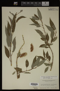 Salix lutea image
