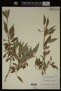 Salix lutea image