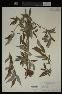 Salix lutea image