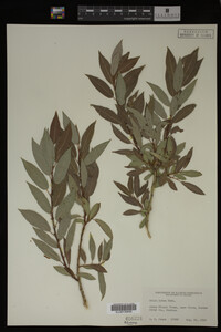 Salix lutea image