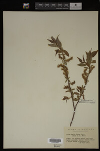 Salix lutea image