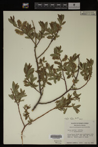 Salix lutea image