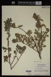 Salix lutea image
