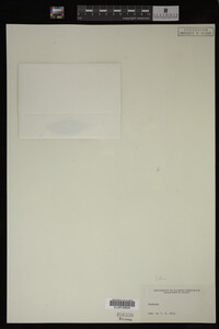 Salix lutea image