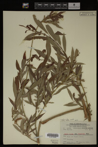 Salix lutea image