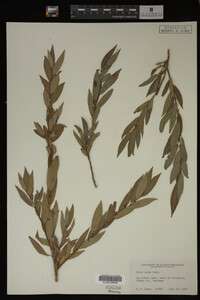 Salix lutea image