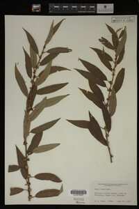 Salix lutea image