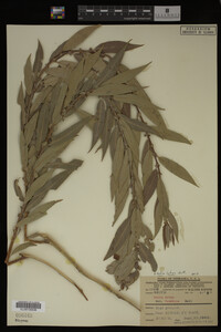 Salix lutea image