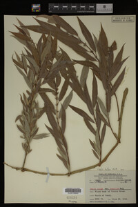 Salix lutea image
