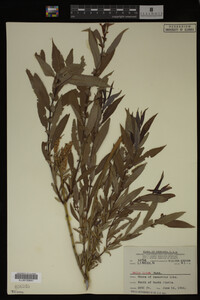 Salix lutea image