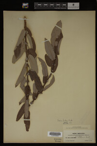 Salix lutea image