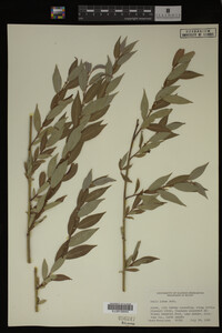 Salix lutea image